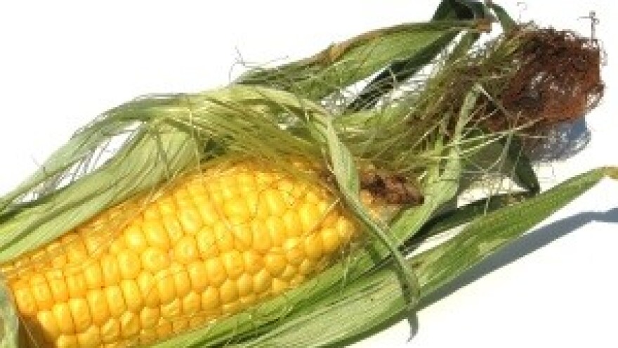 Uskoro "Čudo od kukuruza" i Europi