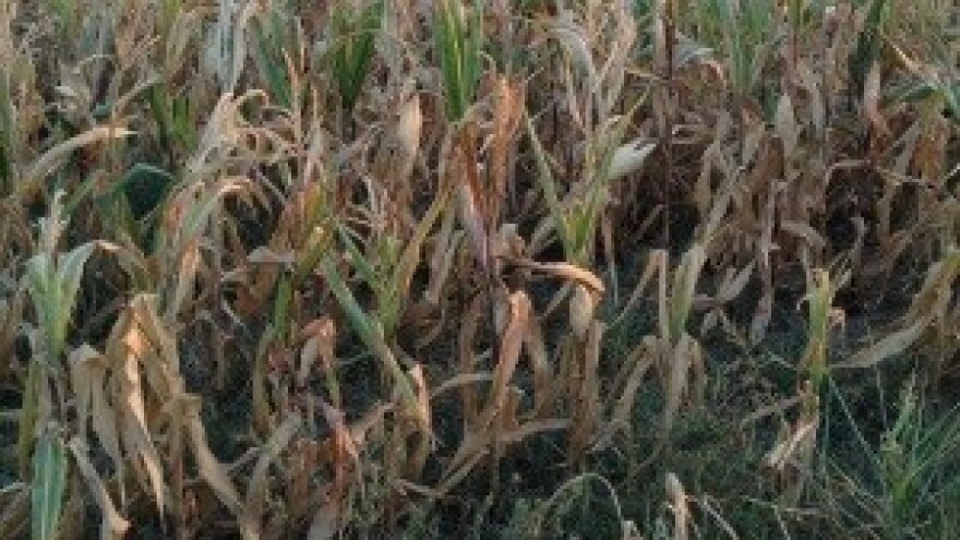 Zbog suše ranija berba kukuruza