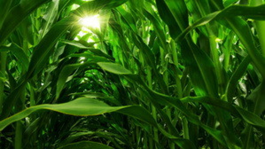 Prednosti folijarne prihrane u ratarstvu