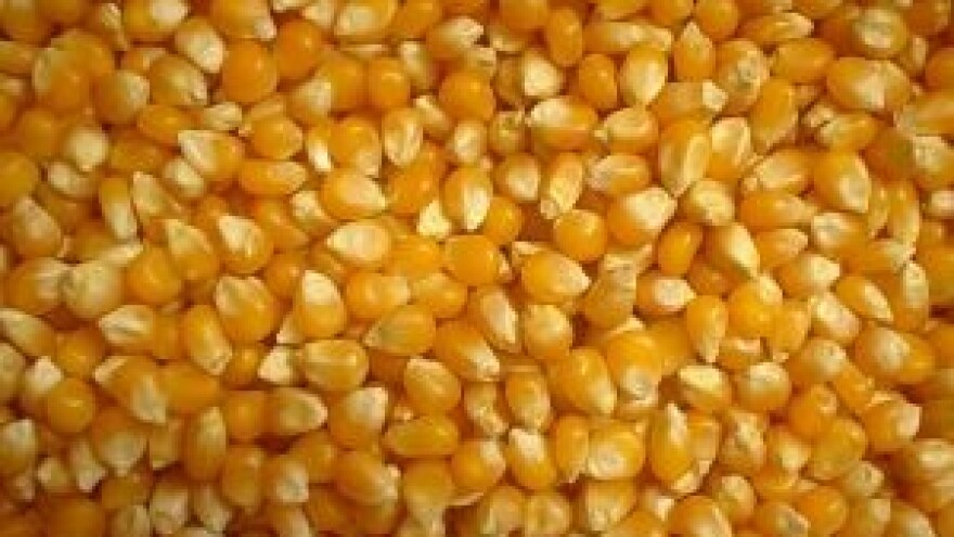 Oprez: Kukuruzni moljac - plamenac