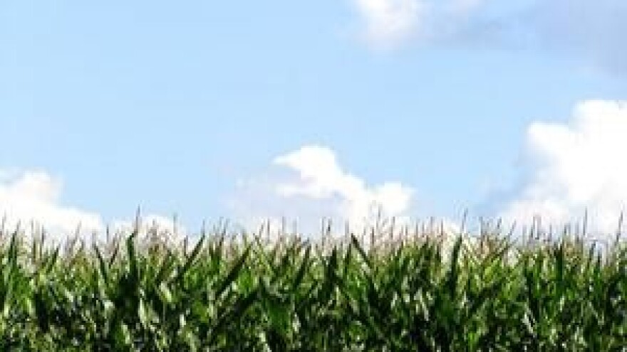 Mjere u zaštiti kukuruza