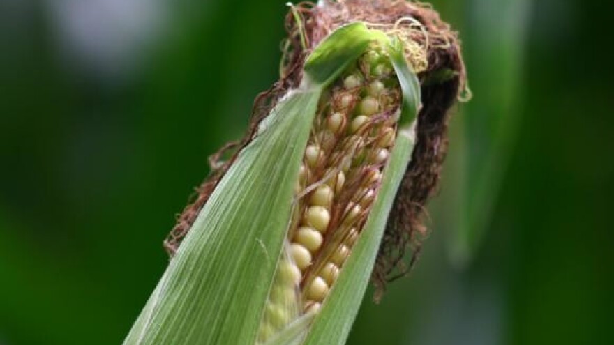 Posijano najviše kukuruza