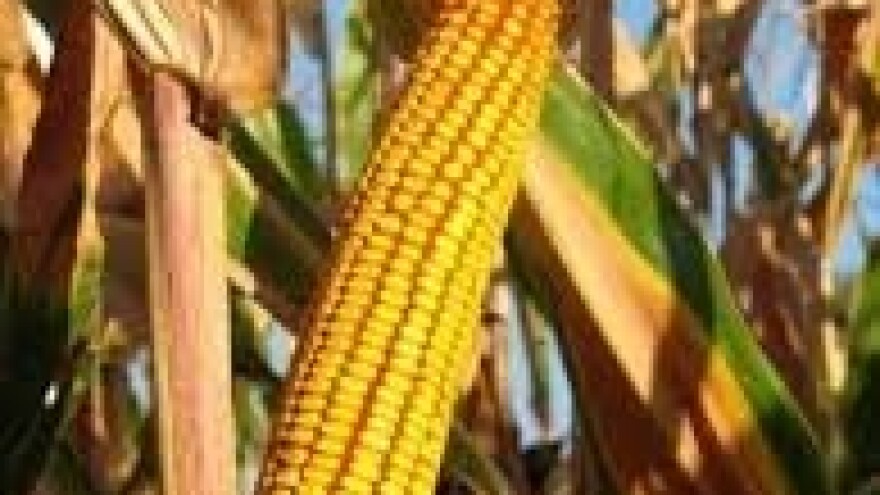 Korektivna primjena herbicida na kukuruzu