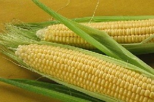 Agro Zemlja će ugostiti 300 izlagača