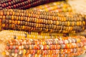 Hoće li Srbija promijeniti stav o GMO hrani?