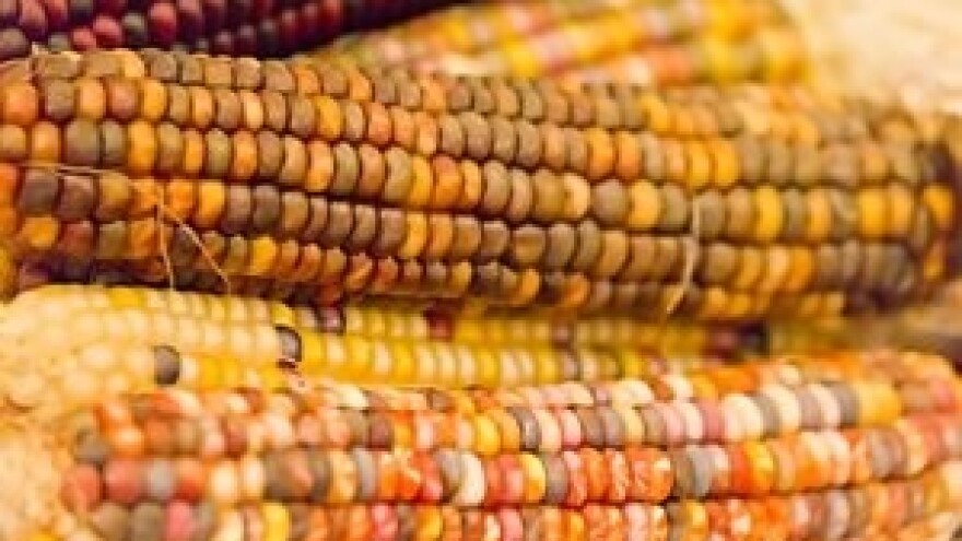 Hoće li Srbija promijeniti stav o GMO hrani?