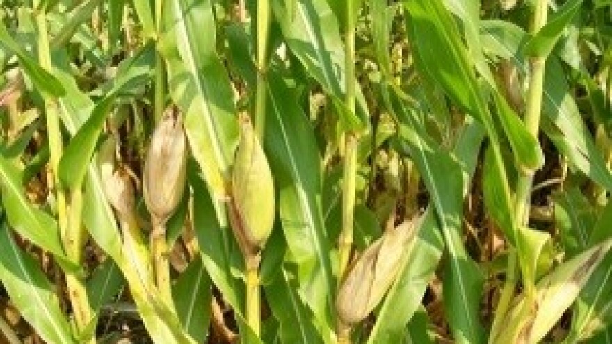 Kitty i Klimt u Topolju