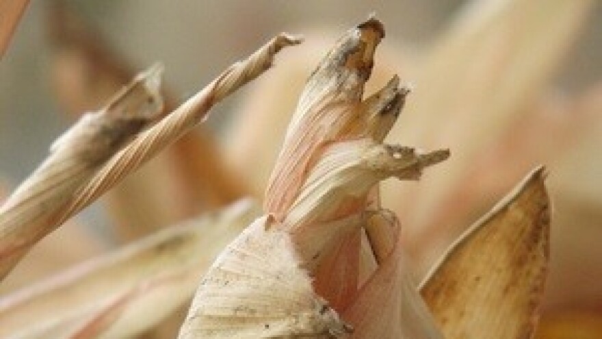 Ratarski život u vinogradarskom kraju