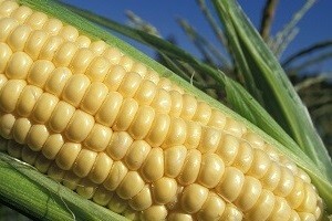 Žetva kukuruza uz niže prinose i široku primjenu