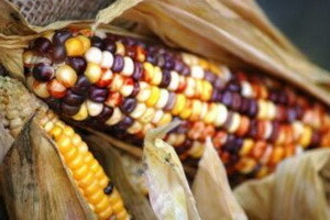 GMO - uvjet ulaska Srbije i BiH u EU