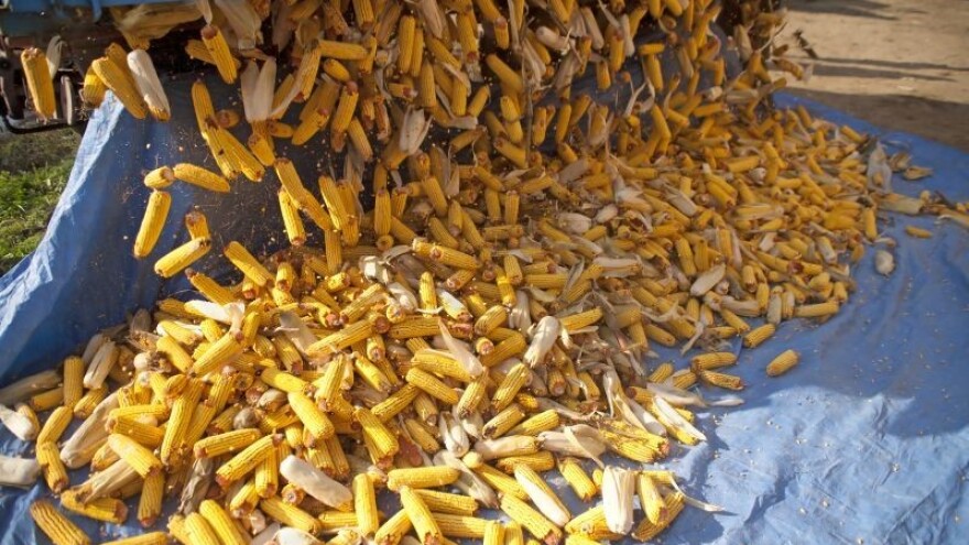 Aflatoksin u kukuruzu prošlogodišnjeg roda