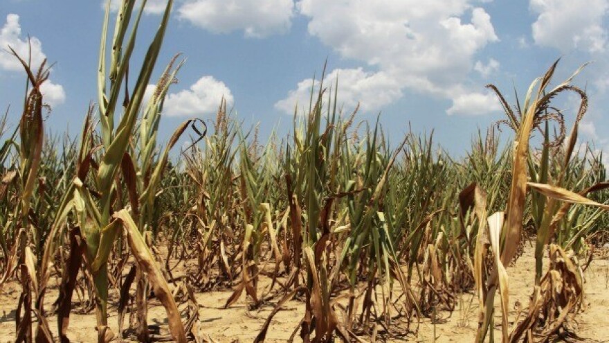 Prijave šteta od suše u Brodsko-posavskoj županiji
