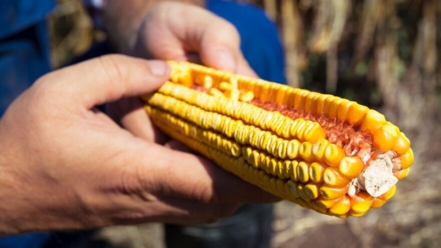 Smanjeno područje pod kukuruzom