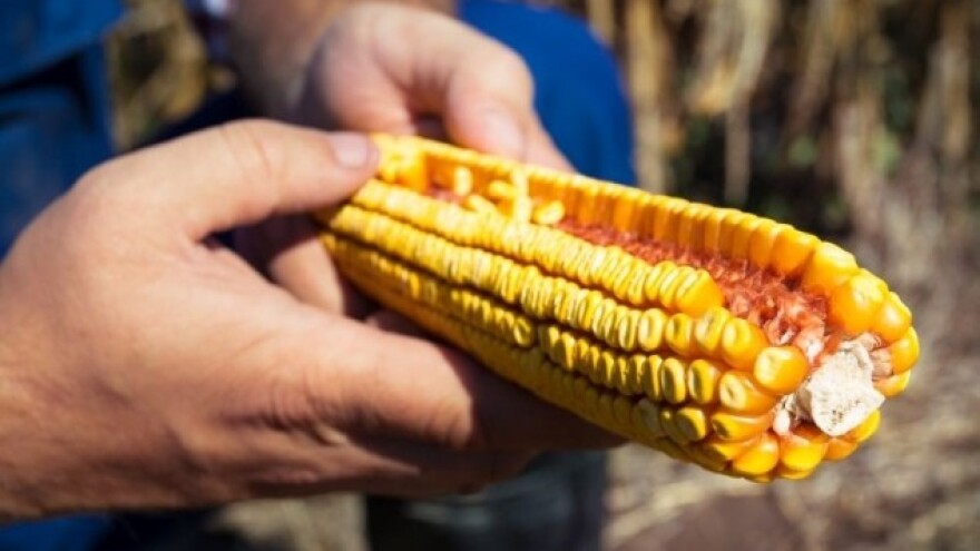 Smanjeno područje pod kukuruzom