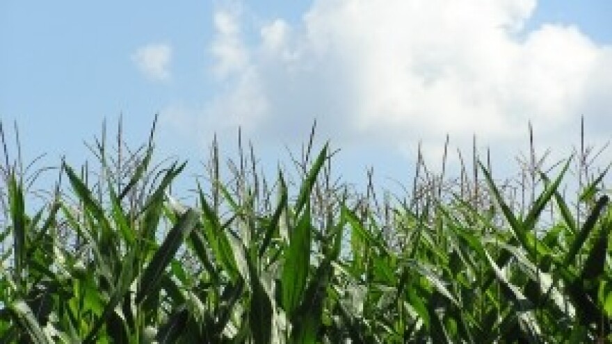 Novi hibridi kukuruza iz FAO 300 i 400