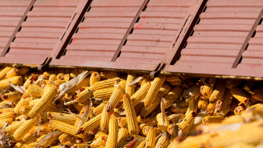 Trgovalo se jedino kukuruzom!