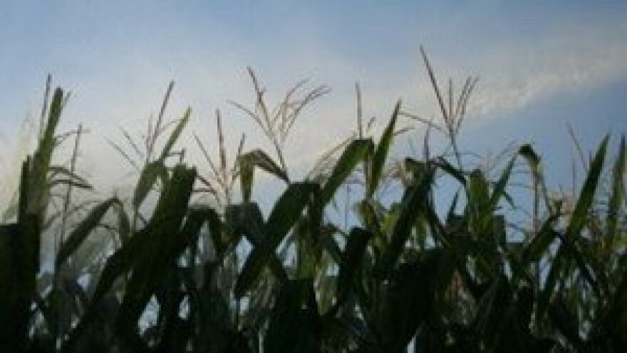 Poljoprivredna proizvodnja u Srbiji veća za 26,4 posto