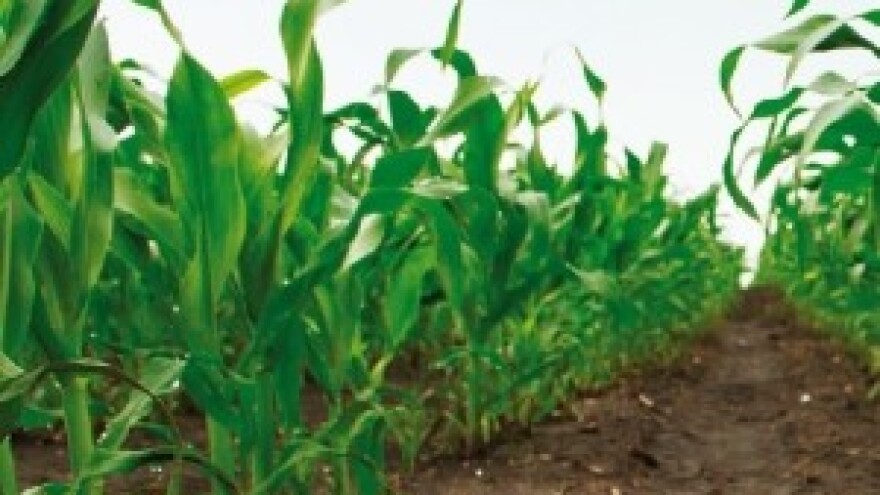 Zaštitite kukuruz od korova