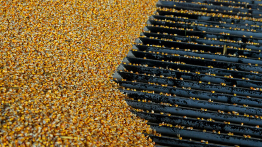 U nedelji za nama stabilna cena kukuruza i pšenice