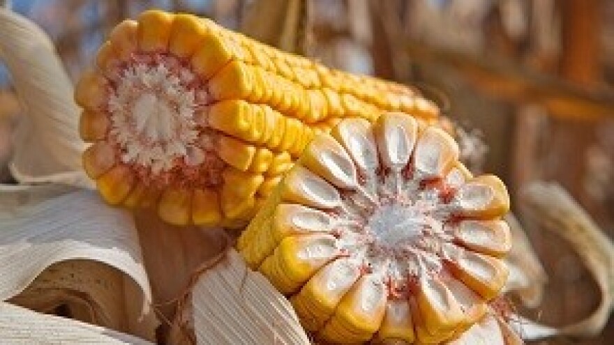 Pada cijena pšenice, kukuruz ćemo uvoziti