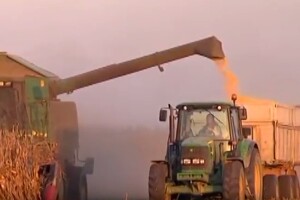 Ispod 300 tisuća hektara pod kukuruzom!