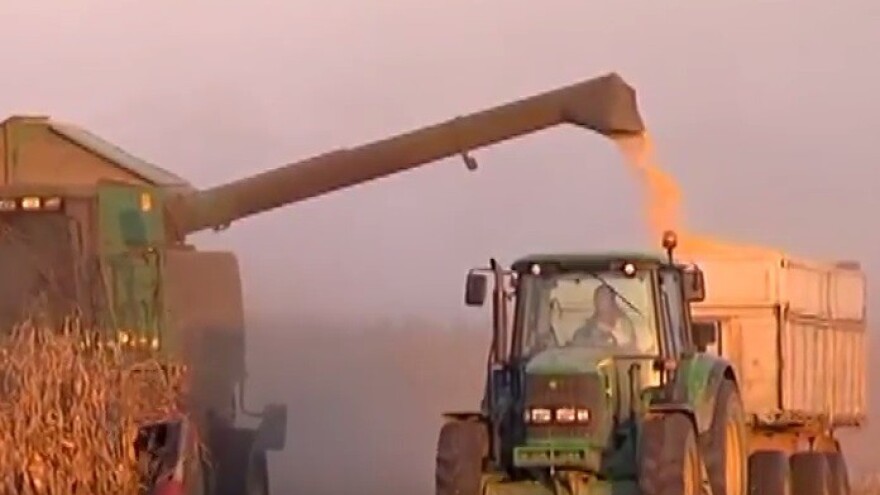 Ispod 300 tisuća hektara pod kukuruzom!