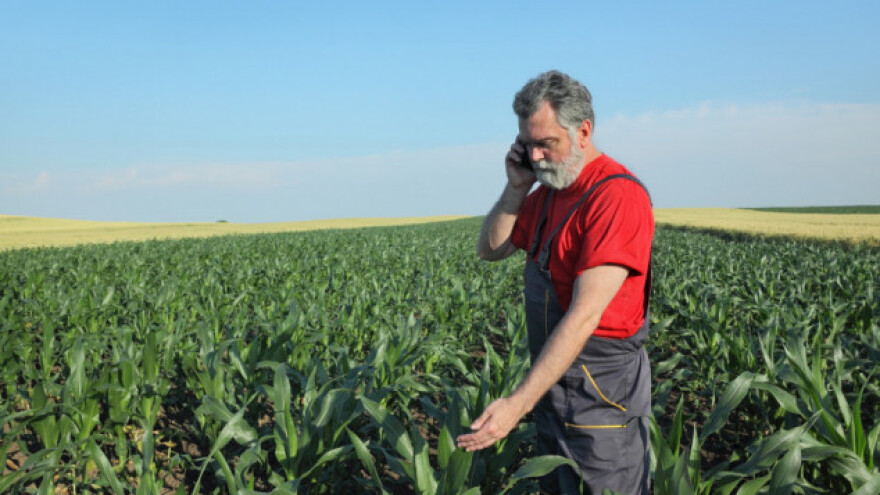 Preuranjeni pesimizam na tržištu kukuruza