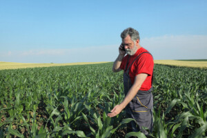 Preuranjeni pesimizam na tržištu kukuruza