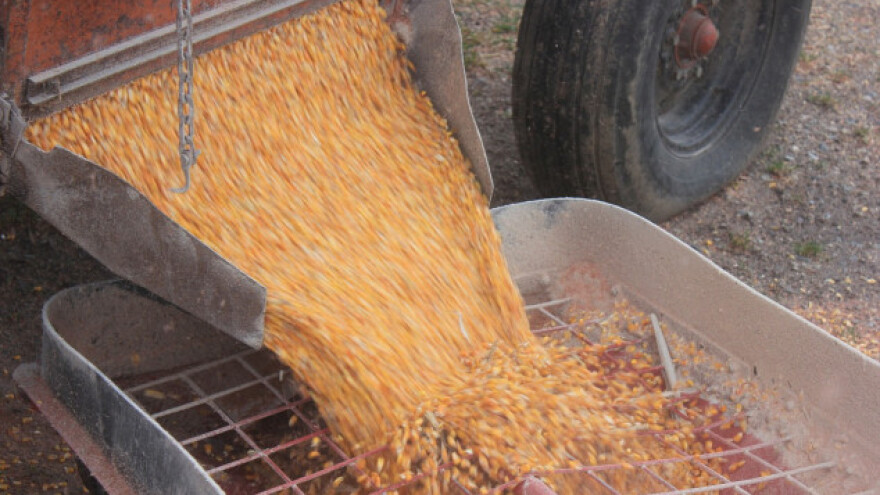 Ekološki kukuruz - i toga ima u Slavoniji!