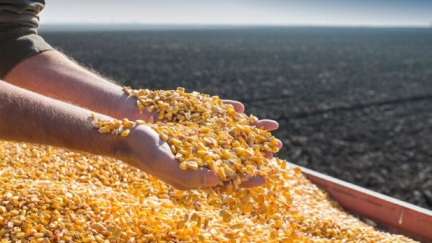 Europski parlament protiv GMO kukuruza NK 603