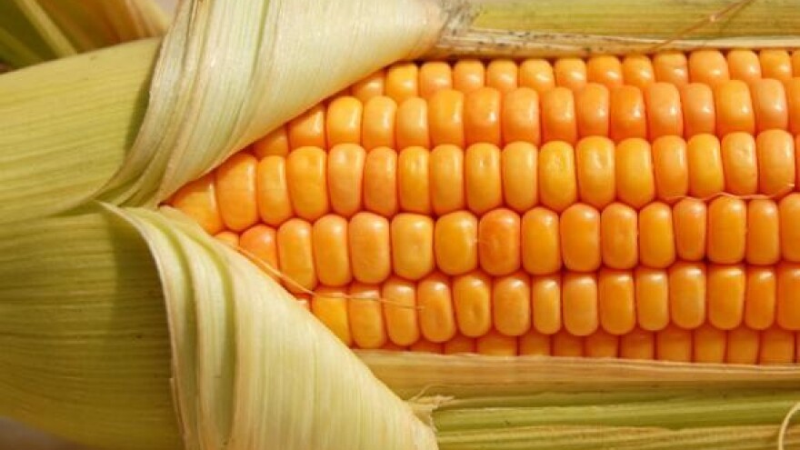 Plodoredom protiv kukuruzne zlatice!