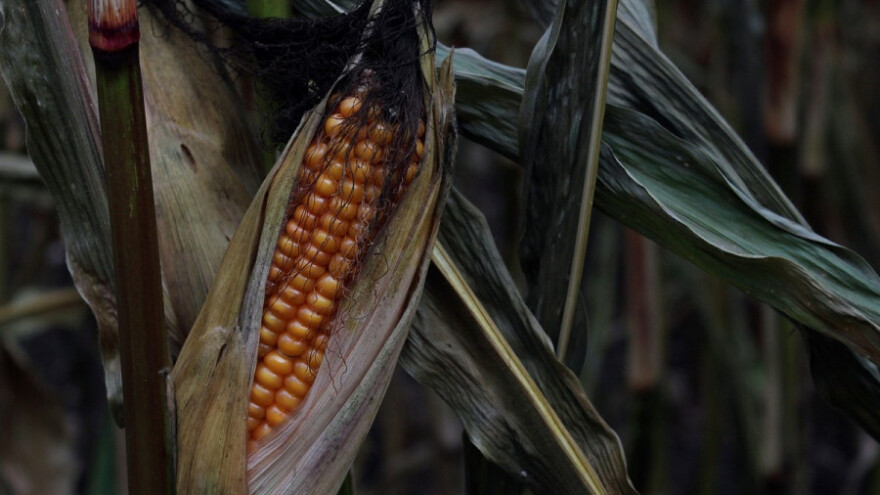 Kradu kukuruz s polja jer su neuhranjeni