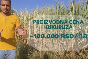 Cena kukuruza za pet dinara niža od potrebne