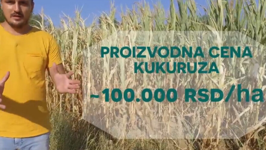 Cena kukuruza za pet dinara niža od potrebne