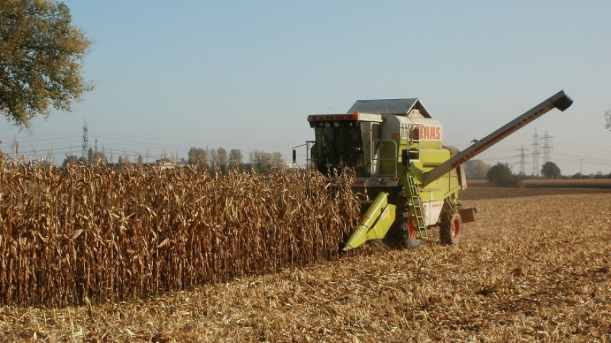 Stojan Marinković: Prinosi kukuruza prepolovljeni