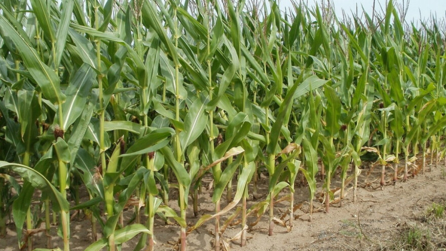 Novi hibridi kukuruza koji bolje podnose sušu