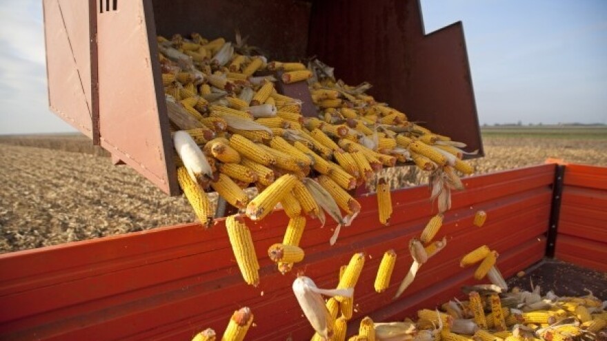 Potražnja ne prati rekorde u proizvodnji žitarica!