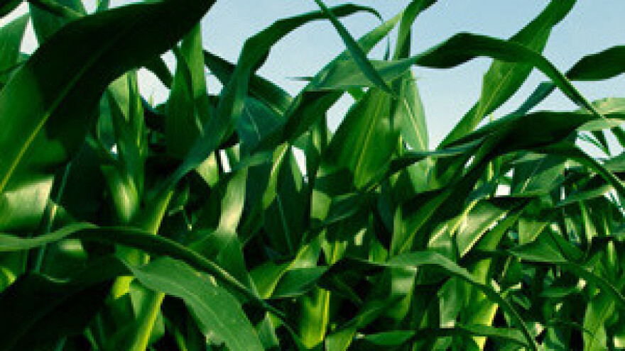 Iz baranjske bioplinare struja će poteći nagodinu