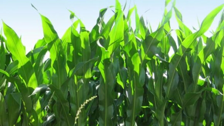 Revolucija u horti i agrokulturi