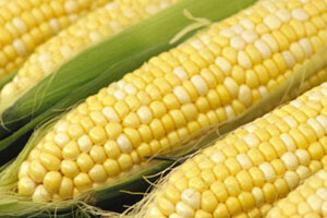 Gmo ipak u Hrvatskoj?