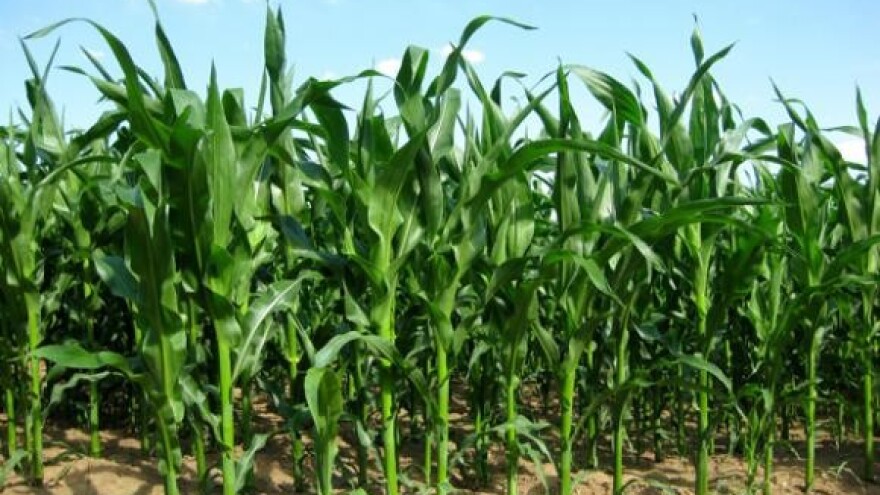 Kukuruzna zlatica napala njive