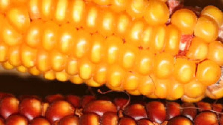 Javna berba pokusa kukuruza