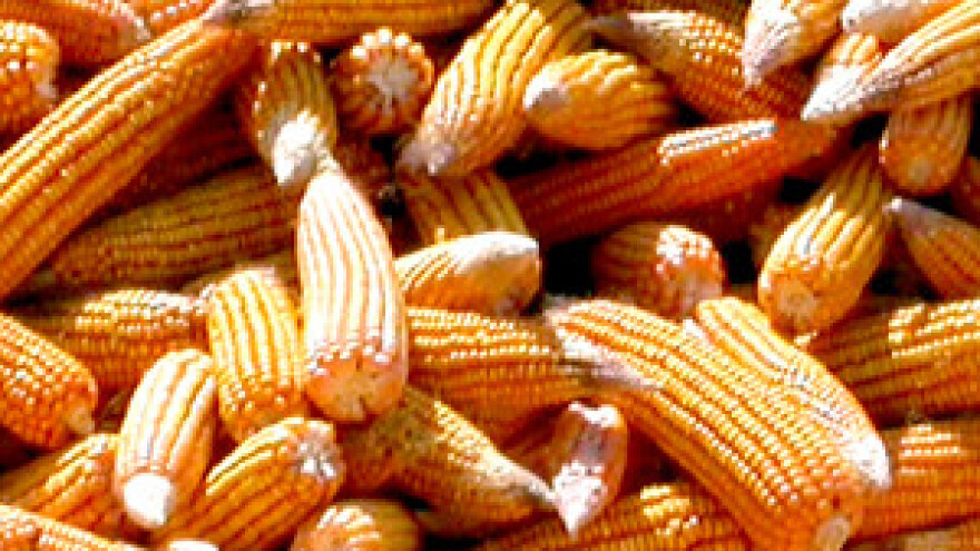 Rast cijene kukuruza ugrozio stočarstvo