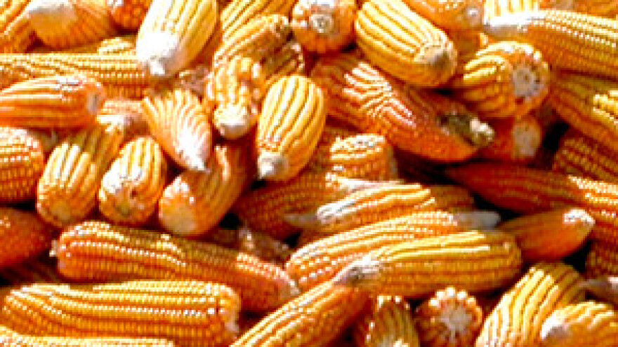 Na isplati se brati kukuruz s 35 posto vlage