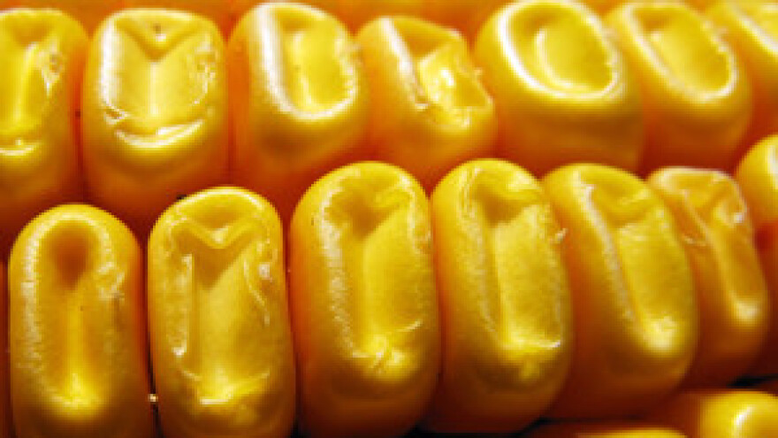 Dani polja kukuruza HZPSS-a