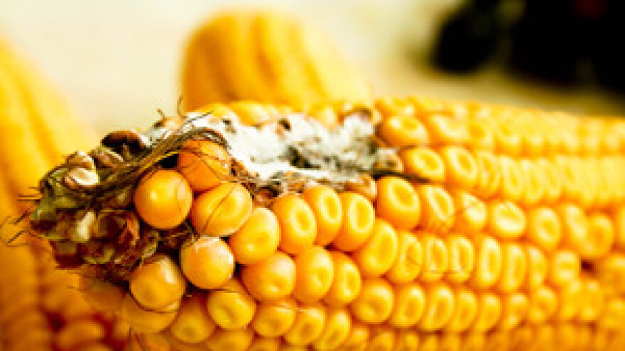 Tržište kukuruza u prosincu