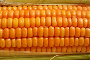 Zabrana uzgoja GMO zbog očuvanja tradicionalne kulture