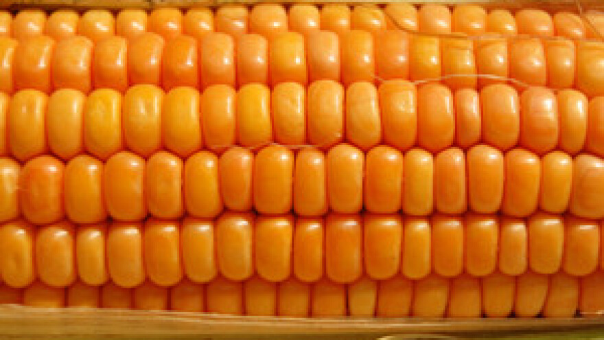 Zabrana uzgoja GMO zbog očuvanja tradicionalne kulture