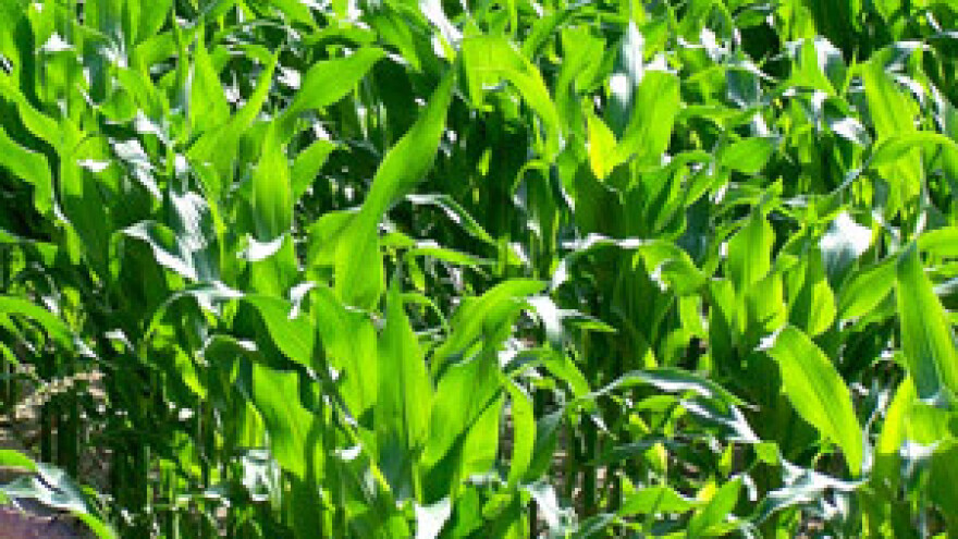 Za sjetvu kukuruza i soje velik interes