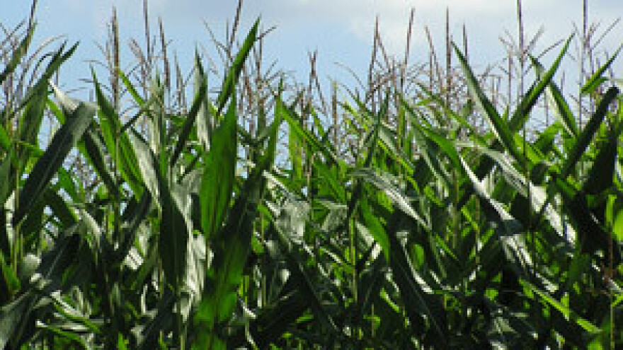 Očekuje se nikad skuplja sjetva